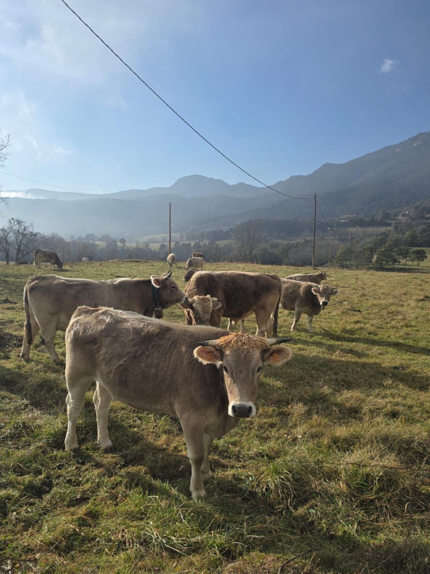Complex Rural Can Caubet Berga Buitenkant foto